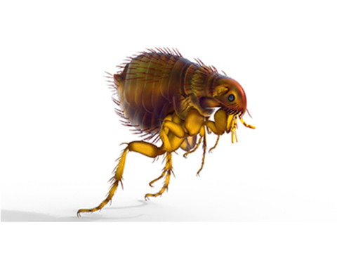 Cat flea bug Modelo 3D