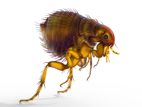 Cat flea bug 3D Model