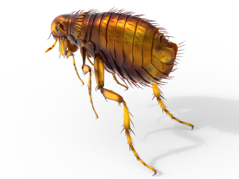 Cat flea bug 3D Model