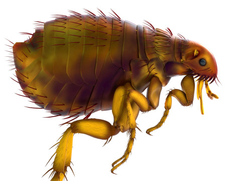 Cat flea bug 3D Model