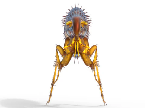 Kedi pire b&ouml;ceği 3D Model