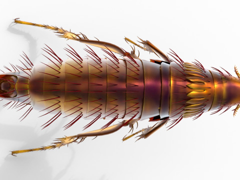 Cat flea bug 3D Model