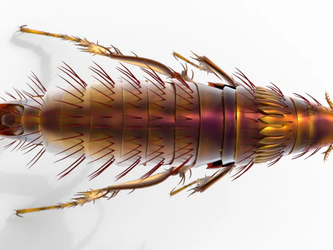 Kedi pire b&ouml;ceği 3D Model