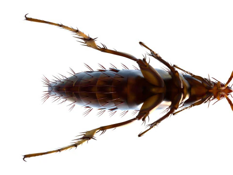 Kedi pire b&ouml;ceği 3D Model