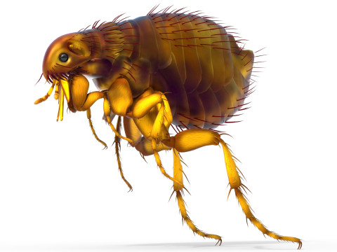 Cat flea bug 3D Model
