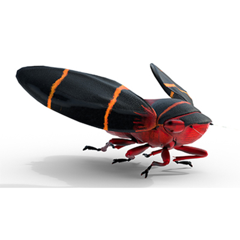 Cercopoidea Froghopper Model 3D .c4d .max .obj .3ds .fbx .stl .blend 