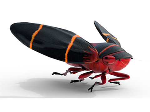 Cercopoidea Froghopper Modelo 3D