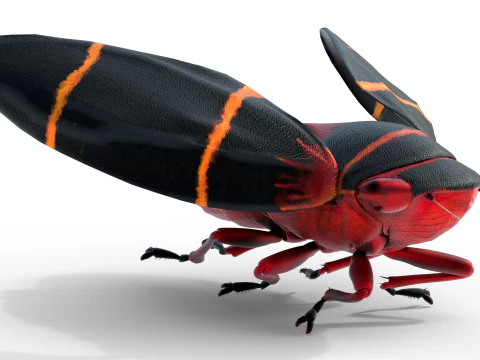 Cercopoidea Froghopper 3D Model
