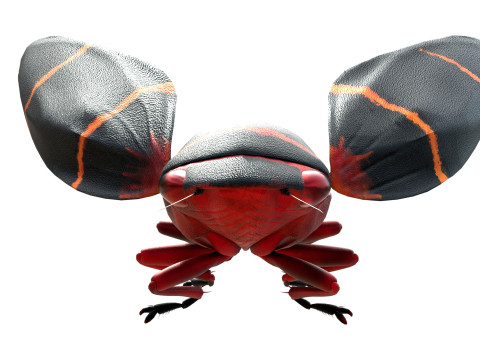 Cercopoidea Froghopper Model 3D