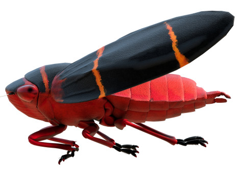 Cercopoidea Froghopper Model 3D
