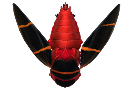 Cercopoidea Froghopper Model 3D