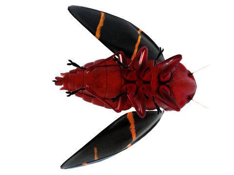 Cercopoidea Froghopper 3D Model