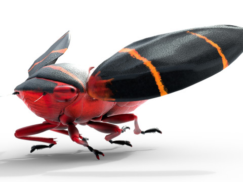 Cercopoidea Froghopper Model 3D