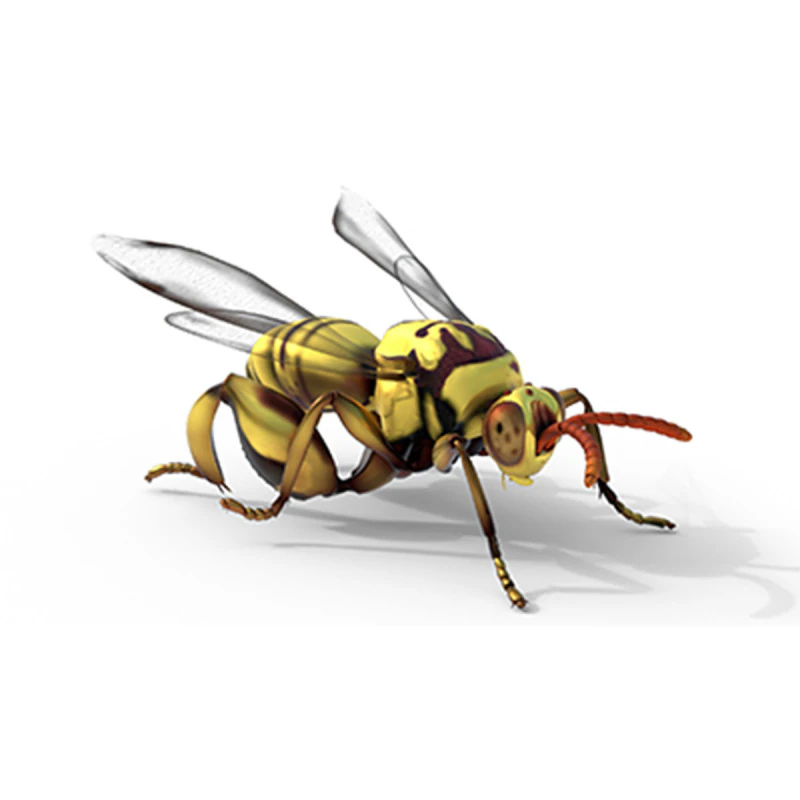 Vespa calcidoidea Modello 3D .c4d .max .obj .3ds .fbx .stl .blend 