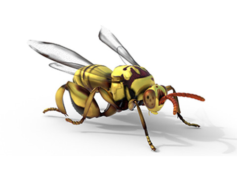 Chalcidoidea wasp 3D 模型