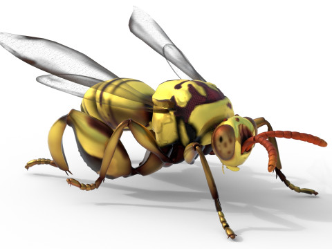 Chalcidoidea wasp 3D Model