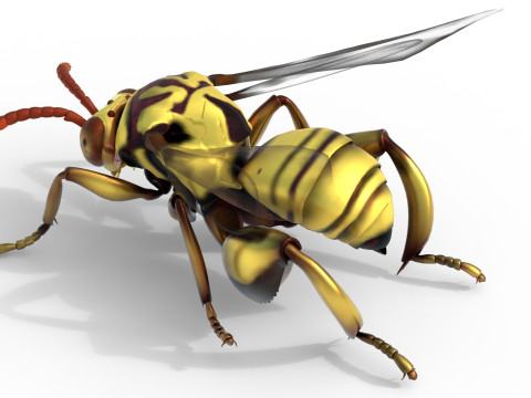 Chalcidoidea wasp 3D Model