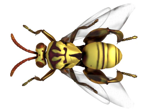 Vespa calcidoidea Modello 3D