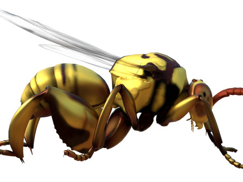 Chalcidoidea wasp 3D Model