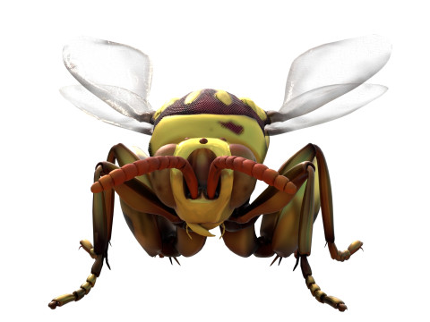 Chalcidoidea wasp 3D Model