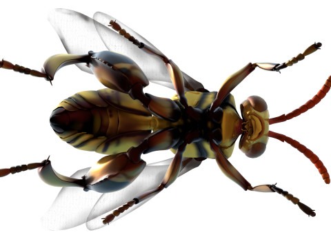 Chalcidoidea wasp 3D Model