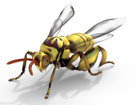 Chalcidoidea wasp 3D Model