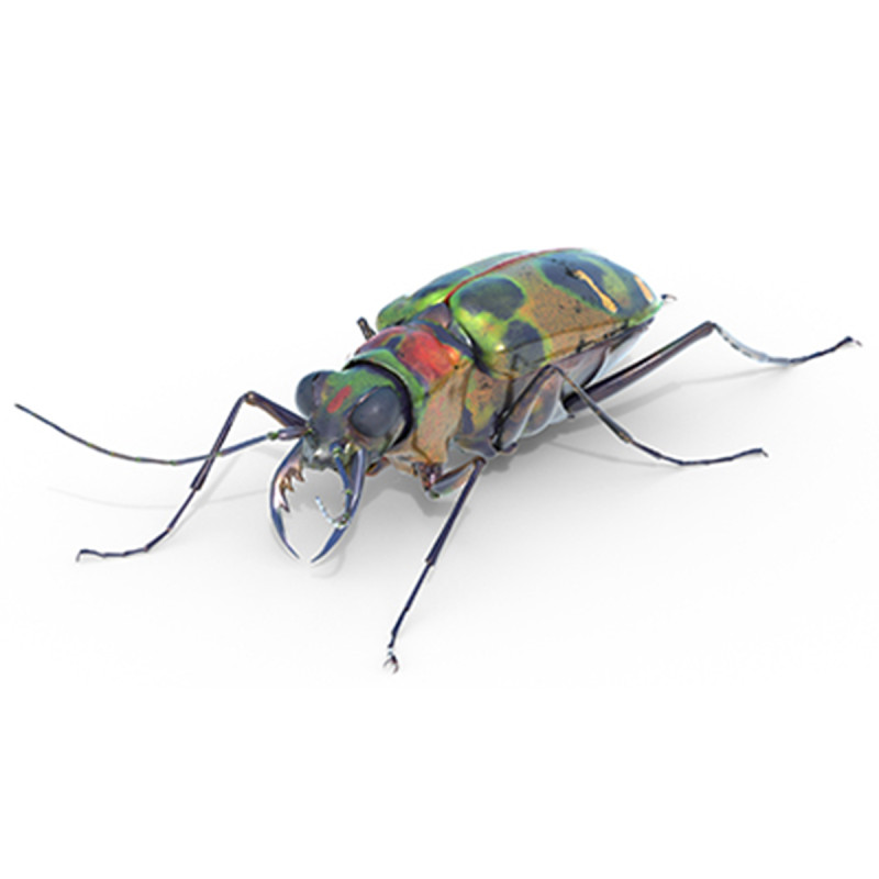 Cicindela chinensis japonica 3D Model .c4d .max .obj .3ds .fbx .stl .blend 