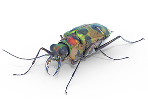 Cicindela chinensis japonica Modelo 3D