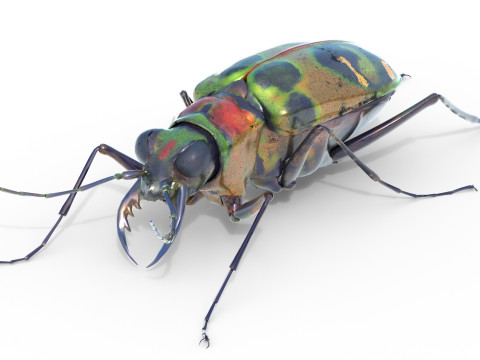 Cicindela chinensis japonica 3D Model