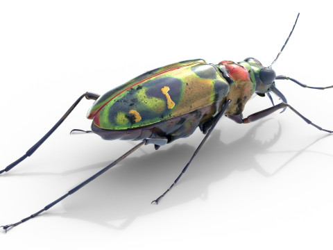 Cicindela chinensis japonica 3D Model