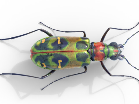 Cicindela chinensis japonica 3D Model