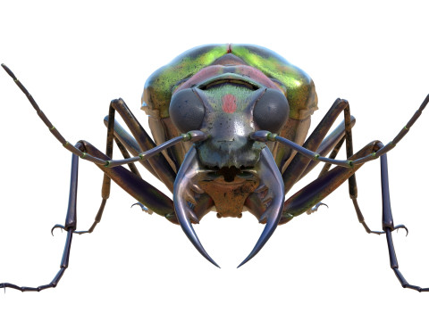 Cicindela chinensis japonica 3D Model