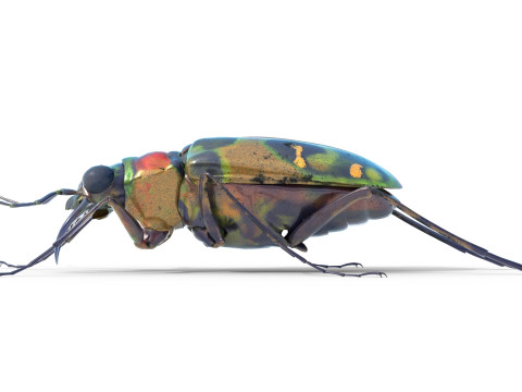 Cicindela chinensis japonica 3D Model