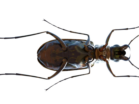 Cicindela chinensis japonica 3D Model