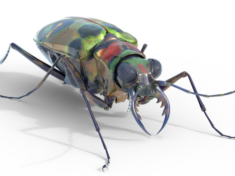 Cicindela chinensis japonica 3D Model