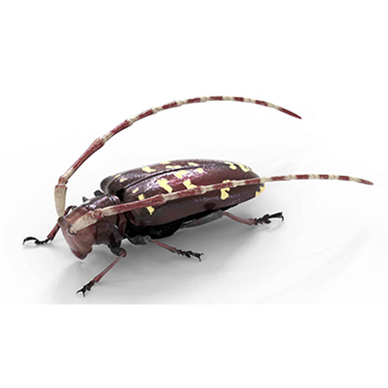 Citrus long-horned beetle 3D Model .c4d .max .obj .3ds .fbx .stl .blend 