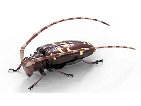 Chrząszcz długorogi cytrusowy Model 3D