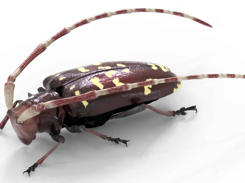 Kumbang jeruk bertanduk panjang Model 3D