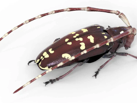 Kumbang jeruk bertanduk panjang Model 3D
