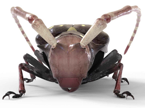 Citrus long-horned beetle 3D Model