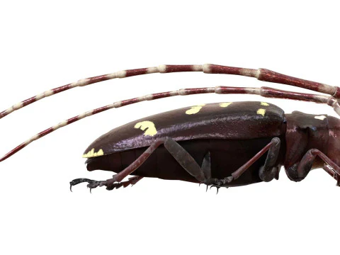 Kumbang jeruk bertanduk panjang Model 3D