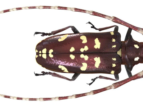 Kumbang jeruk bertanduk panjang Model 3D