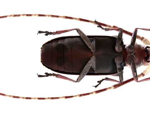 Citrus long-horned beetle 3D Model