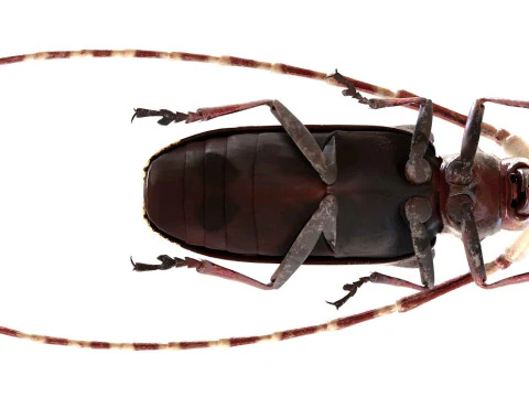 Kumbang jeruk bertanduk panjang Model 3D