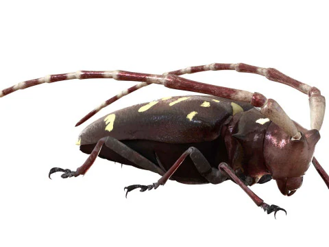 Kumbang jeruk bertanduk panjang Model 3D