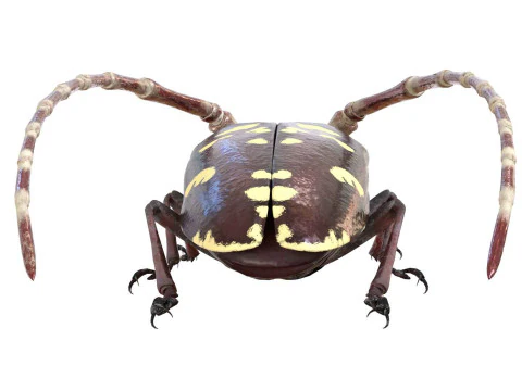 Kumbang jeruk bertanduk panjang Model 3D