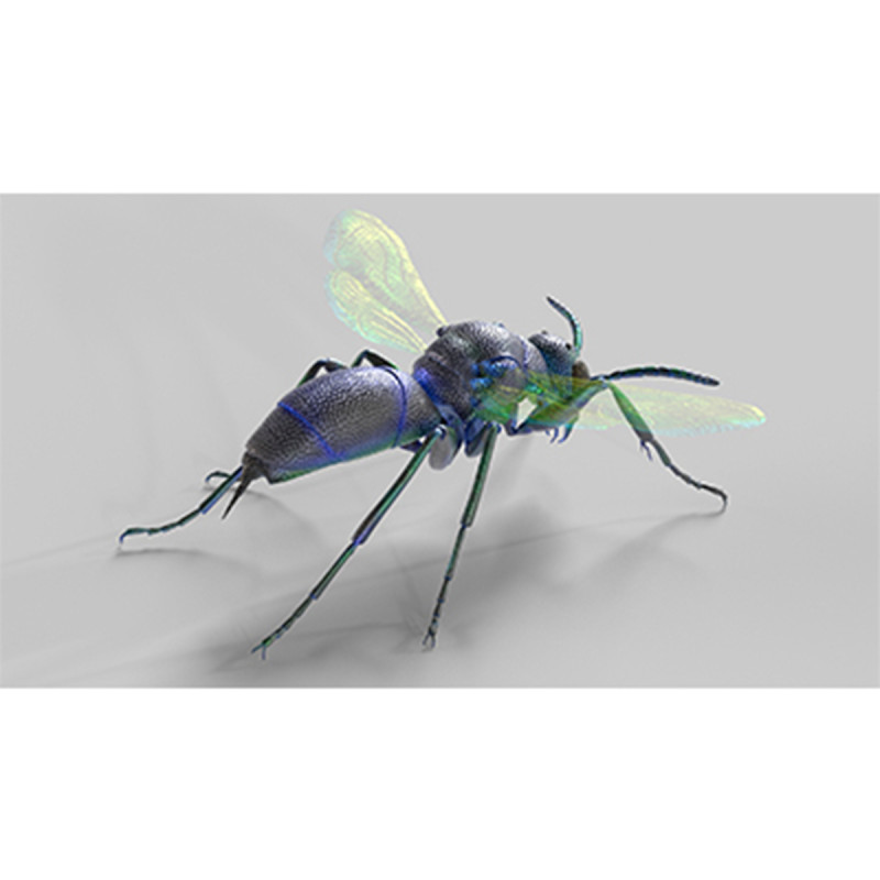 Cuckoo Wasps 3D Model .c4d .max .obj .3ds .fbx .stl .blend 