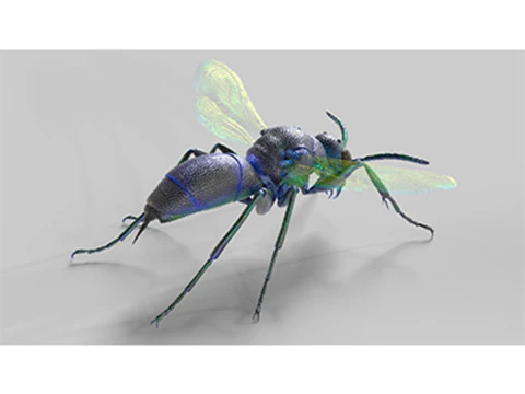 कोयल ततैया 3D मॉडल