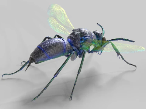 Cuckoo Wasps 3D Model