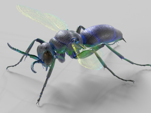 Cuckoo Wasps 3D Model
